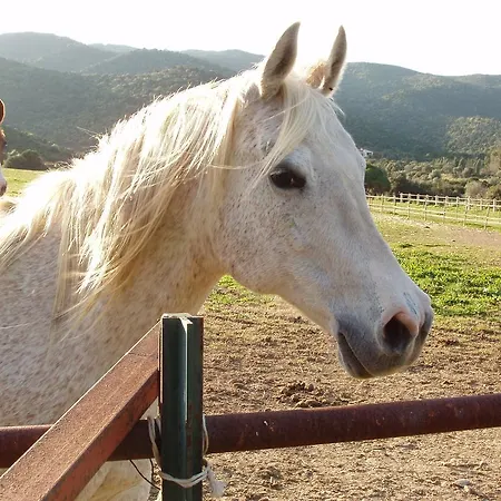 Sa Tiria Tatil Evi Chia
